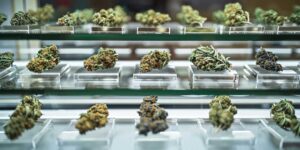 A person examining a printed cannabis lab report beside a cannabis product and packaging at a table.
